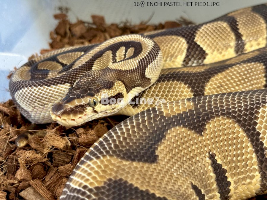 ENCHI PASTEL HET PIED